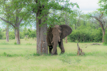Fototapeta premium A solitary elephant hides behind a tree, its massive body partially concealed.