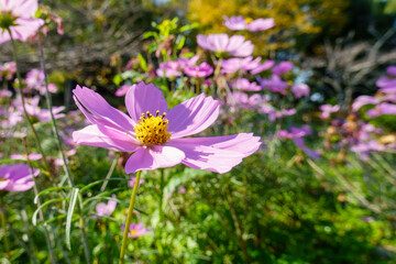 秋の陽射しとピンクのコスモス畑