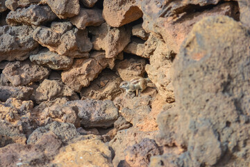 Photo of a chipmunk in the rocks at the foot of a volcano