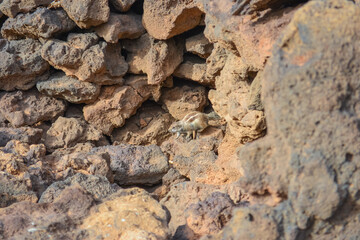 Photo of a chipmunk in the rocks at the foot of a volcano