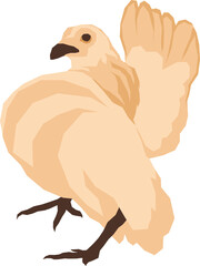 Poultry Animal Illustration