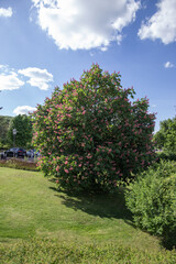 Blooming pink chestnut tree against a blue sky on a sunny day in Bad Sooden Allendorf, Germany. High quality photo