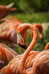 Flamingo from Singapore's Bird Paradise 
