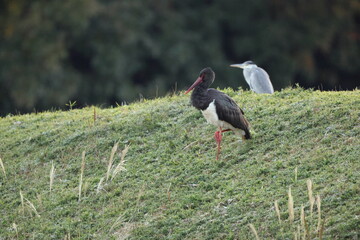 The black stork (Ciconia nigra) is a large bird in the stork family Ciconiidae. This photo was taken in Japan.