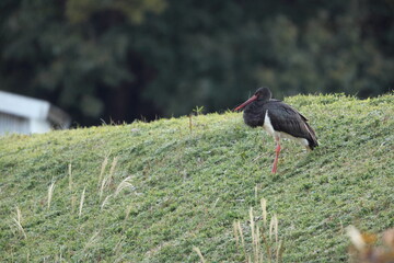 The black stork (Ciconia nigra) is a large bird in the stork family Ciconiidae. This photo was taken in Japan.