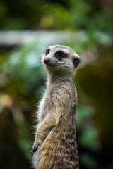 Meerkat on guard duty