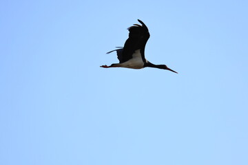 The black stork (Ciconia nigra) is a large bird in the stork family Ciconiidae. This photo was taken in Japan.