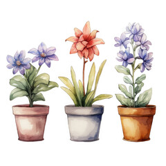 Fototapeta premium Watercolor Painting Of Three Potted Flowering Plants