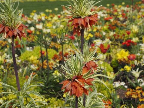Sch&ouml;nes Blumenbeet