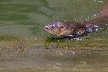Obraz premium Otter calmly swimming in the water, with a focused gaze and natural details. Perfect for wildlife preservation projects, aquatic mammals, or educational content.