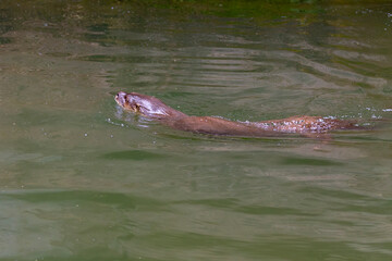 Otter swimming gracefully in a green lake, showcasing a serene wildlife moment. Perfect for wildlife, conservation, and nature projects.