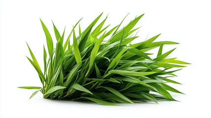 Fototapeta premium Fresh green lemongrass leaves arranged beautifully on white background