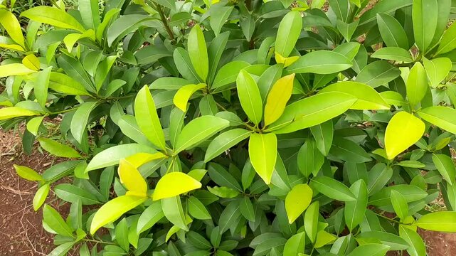 Manilkara zapota plants commonly known as sapodilla sapote blown by the wind