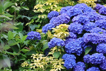 
Hydrangea macrophylla - blue flower