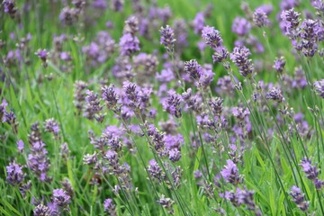 
Lavandula, lavender, details of the flowers