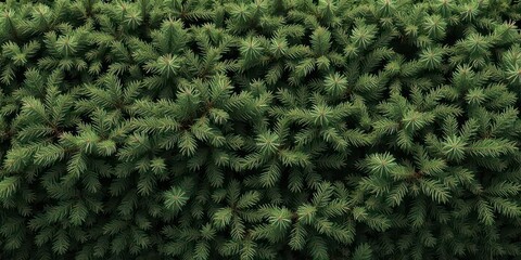 Continuous, lush evergreen border, richly textured conifer branches interwoven, illustration, xmas, pine