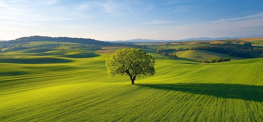 Obraz premium Lush green landscape with a solitary tree under blue skies.