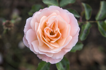 Pink rose in Retiro Park, Madrid, Spain