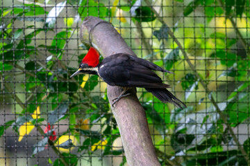 Red-crested woodpecker (Campephilus melanoleucos) perched on a branch against lush greenery. Perfect for wildlife projects, nature conservation themes, and environmental campaigns.
