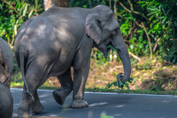Fototapeta premium Elephants are large mammals and are the largest land animals. Wild elephants eat plants. They are big, have a small head, big legs, and have a trunk that reaches to the ground. That trunk is the nose.