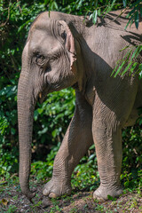 Naklejka premium Elephants are large mammals and are the largest land animals. Wild elephants eat plants. They are big, have a small head, big legs, and have a trunk that reaches to the ground. That trunk is the nose.