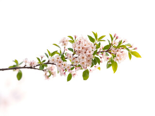 Obraz premium Beautiful blooming pink cherry blossoms on a bright white background, capturing spring's essence and purity. Generative AI