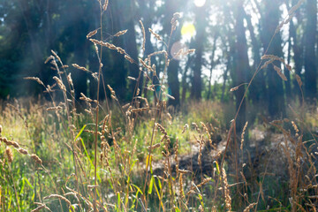 Dactylis glomerata bush and background grove with sun glints.