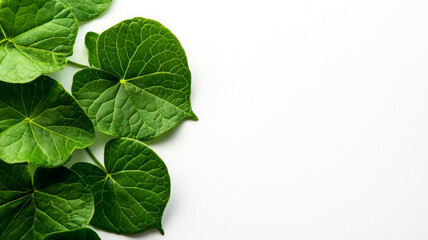 Fresh green betel leaves arranged on white background, showcasing their texture and color