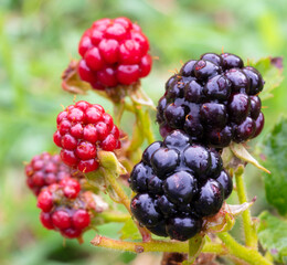 Rain soaked fresh blackberries