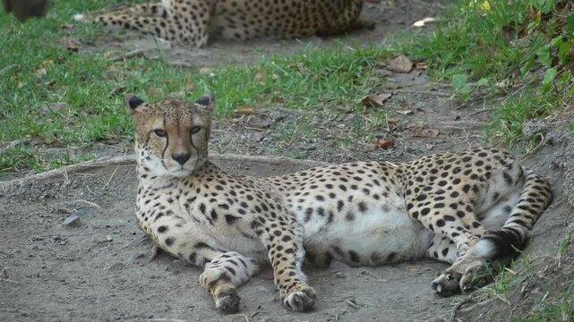 Cheetah lying on the ground near grass, looking around in zoo enclosure, 4K daylight footage
