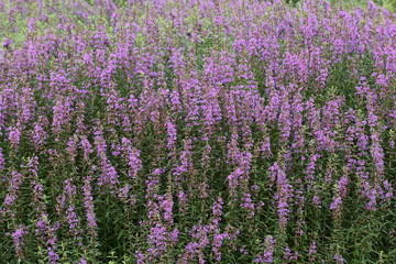 Obraz premium Flower Purple-27
