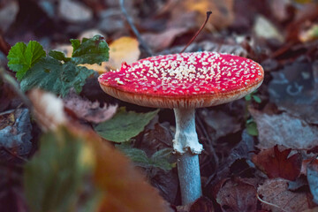 Red, poisonous fly agaric mushroom (Amanita muscaria) surrounded by leaves