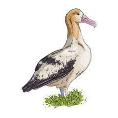 Albatross sea bird. The pink-billed seabird lives on rocks near the sea or Southern ocean. Vector illustration on transparent background.