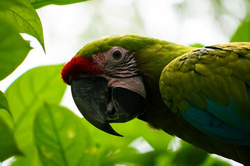 Macaw up in the trees