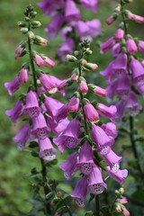 Flower Purple-21