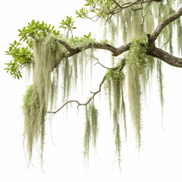 Spanish moss is a gray-green epiphytic plant that hangs from tree branches