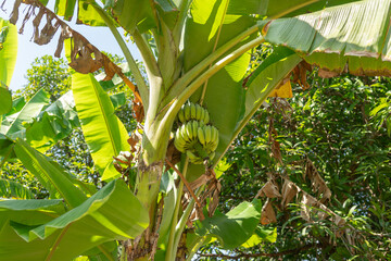 Photo of banana cluster on banana tree