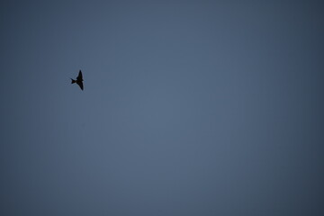 eagle in the sky