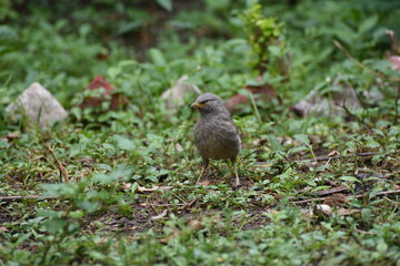 The jungle babbler is a member of the family Leiothrichidae found in the Indian subcontinent. Jungle babblers are gregarious birds that forage in small groups of six to ten birds.