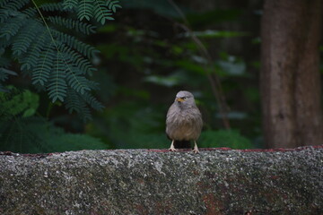 The jungle babbler is a member of the family Leiothrichidae found in the Indian subcontinent. Jungle babblers are gregarious birds that forage in small groups of six to ten birds.