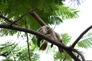 The jungle babbler is a member of the family Leiothrichidae found in the Indian subcontinent. Jungle babblers are gregarious birds that forage in small groups of six to ten birds.