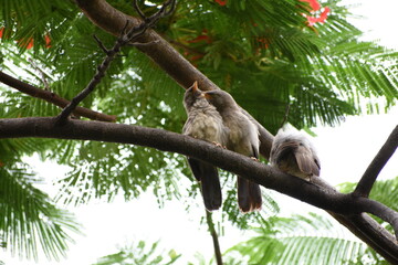 Obraz premium The jungle babbler is a member of the family Leiothrichidae found in the Indian subcontinent. Jungle babblers are gregarious birds that forage in small groups of six to ten birds.