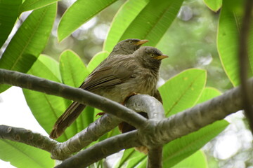 The jungle babbler is a member of the family Leiothrichidae found in the Indian subcontinent. Jungle babblers are gregarious birds that forage in small groups of six to ten birds.