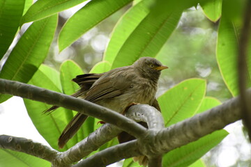 The jungle babbler is a member of the family Leiothrichidae found in the Indian subcontinent. Jungle babblers are gregarious birds that forage in small groups of six to ten birds.