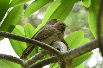 The jungle babbler is a member of the family Leiothrichidae found in the Indian subcontinent. Jungle babblers are gregarious birds that forage in small groups of six to ten birds.