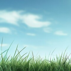 Fototapeta premium grass and blue sky
