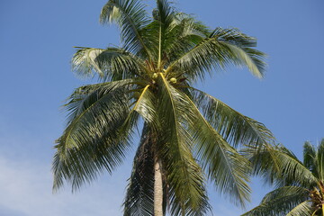 Fototapeta premium A coconut tree is a tall, graceful palm that epitomizes tropical landscapes with its iconic silhouette and versatile offerings.