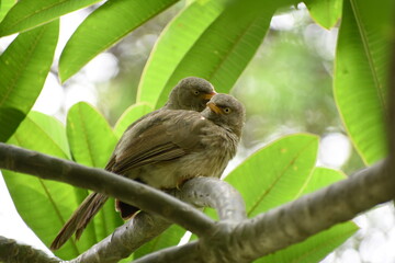 Fototapeta premium The jungle babbler is a member of the family Leiothrichidae found in the Indian subcontinent. Jungle babblers are gregarious birds that forage in small groups of six to ten birds.