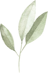 Watercolor Foliage, Botanical Decorative Element, Isolated on Transparent Background