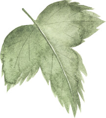 Watercolor green leaf, isolated